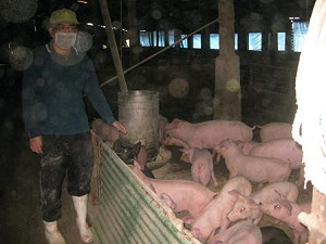 拒絕瘦肉精 養豬碩士反美牛