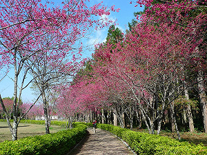 春節遊樂區破31萬人  阿里山獨占鰲頭