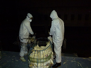 屏縣12萬隻雞遭撲殺 傳2縣市也爆禽流感