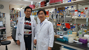 成大研究證實  肥胖加速血管老化變硬