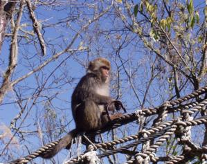 政院通過修法  未來「放生」須先經核准