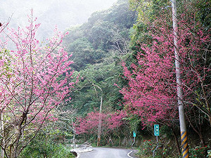 新年「紅」花應景 霧台櫻花綻放