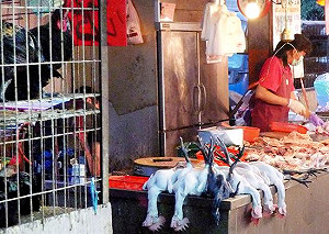 禁宰活禽政策  5/17全台實施