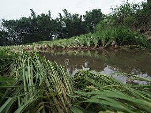 豪雨成災 全台農損破2億
