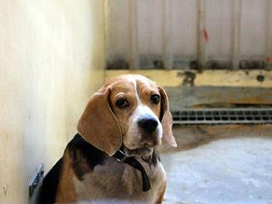 防狂犬病  高市動物全面施打疫苗