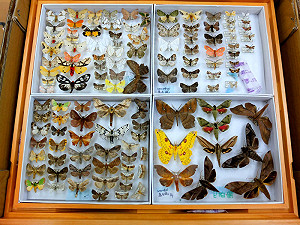 臉書上傳動物照片 人人皆是科學家