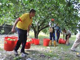 監委：假農民氾濫  竟有94歲才當農民