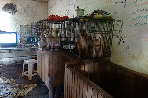 讓母狗生到不能生  動團揭露非法繁殖場