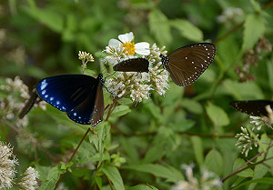 紫斑蝶南遷越冬  高雄茂林賞蝶正當時