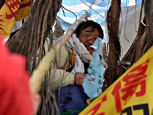 睡樹上11天  江翠志工分享護樹辛酸