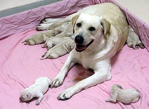 拍賣退訓緝毒犬 動保人士：恐有違法之虞