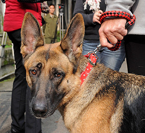 狗叫翻譯器將出爐  讓人讀懂寵物心
