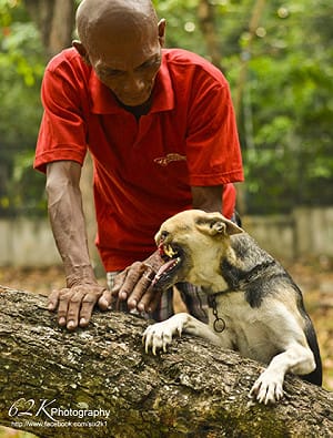 菲救人義犬卡邦 有望赴美整形
