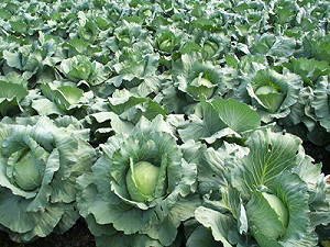 近2月天災農損近15億  8月蔬果仍貴