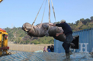 阿河死亡 陳保基：業者最重可處1年徒刑