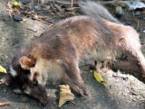 狂犬病確診6例皆鼬獾  錢鼠為「類狂犬病」