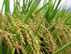 農委會抽驗白米  6家不合格遭罰