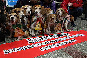 213個實驗機構半數無獸醫  動物權不保