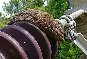 松鼠入侵電車線 台鐵延誤1萬2千人