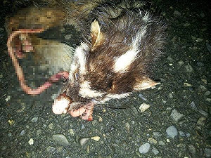 高雄傳鼬獾企圖攻擊人 被土狗咬死