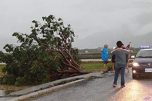 金城武樹遭連根拔起  護樹盟：颱風非兇手