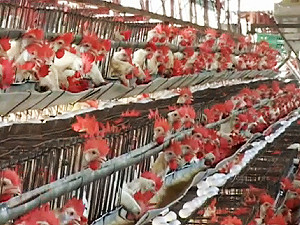 研究：禽流感病毒可能變異為人傳人