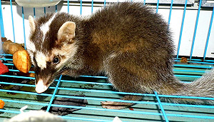 新增2例染病鼬獾  指揮中心籲遠離野生動物