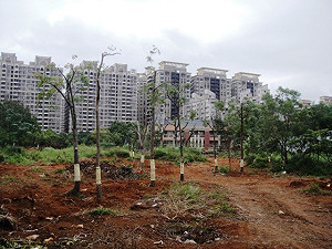 林口樹木遭亂砍 官員盼支持惹怒居民