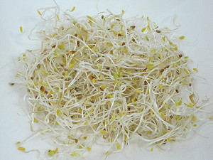 生機飲食盛行 苜蓿芽9成大腸桿菌超標