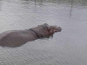 阿河死因出爐  重摔導致胸腔陷落