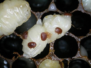 蜜蜂病毒入秋後盛行  農委會籲蜂農防範