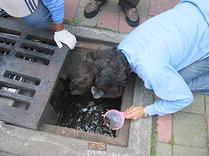 中華電信箱涵孳生病媒蚊 高市登革熱埋隱憂