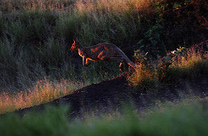澳7歲男孩森林迷路  竟被袋鼠拯救