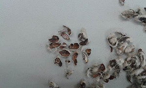 清查進口棉籽粕  農委會：未外流他用