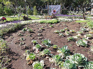連假天氣好  花博2小時湧進8萬5千人