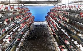 全球首例！四川出現人感染H5N6致死案