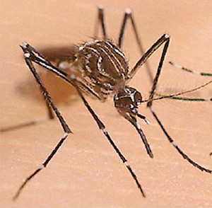 登革熱新增69病例  創今年單週最高