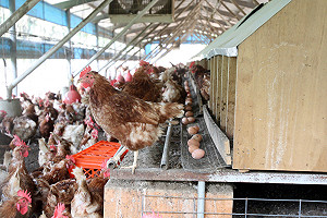 雞隻大量暴斃  雲縣：未流入市面