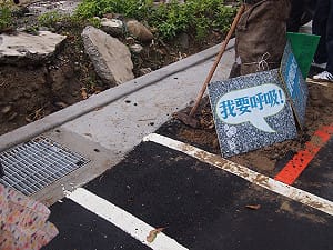 柏油封樹根 護樹團體：讓土城路樹呼吸