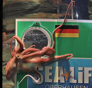 歐洲盃瘋動物預言  動保團體火大