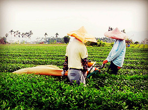 供應紅茶出包 天仁茗茶將申請複驗