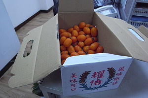 改行當農夫  「喇叭」番茄風評佳