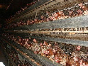 中南部首爆高病原禽流感  外銷恐重挫