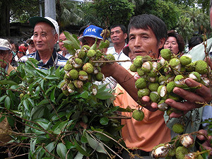 天冷玉荷包欠收  農委會：專案補助