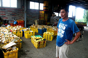 停電又碰縣府放假去 萬斤搶收水梨全壞掉