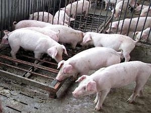 違法使用瘦肉精  農委會將公布名單