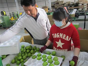 蜜棗價格低  屏縣府啟動收購機制