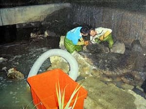 彰化電鍍廠排廢水  周邊稻米檢驗均合格