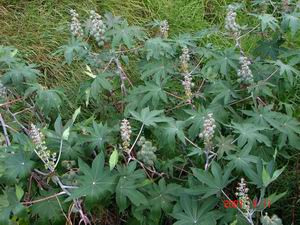 種能源作物有補助？ 農糧署：別被騙