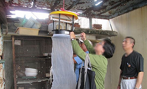 高雄首例本土日本腦炎 疑病毒來自鴿舍